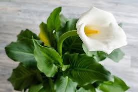 Calla Dunger Calla Zimmerpflanzen Pflanzen