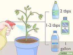Spray down as much of the plant as possible. How To Get Rid Of Red Spider Mites Organically 14 Steps