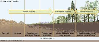 Ecological Succession Definition Facts Ecological Succession Primary Succession Ecology