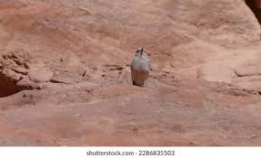 163 Bird Petra Jordan Royalty-Free Images, Stock Photos & Pictures