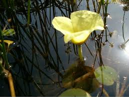 Image result for Limnocharitaceae