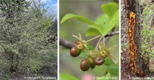 Image result for Brackenridgea