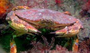 Crab Identification And Soft Shell Crab Washington