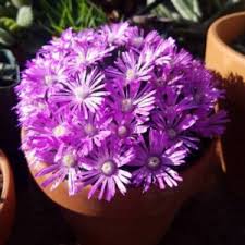 Image result for Monopsis stellarioides