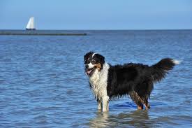 Hallo alle zusammen :) es wurde zwar schon oft gefragt allerdings sind die antworten schon ein paar jahre alt. Hundestrand Nordsee