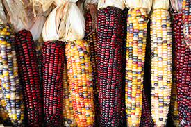 Roy's calais flint corn (a variety of zea mays) is a heritage variety of maize typically grown in vermont, in the northeastern united states. Flint Corn Wikipedia