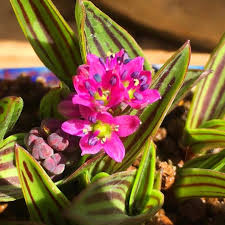 Image result for Ledebouria cooperi