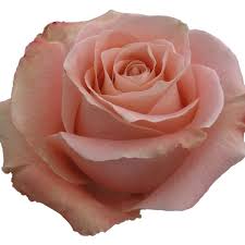 Charleston flower delivery ordering flowers can be a real shot in the dark. Rose Fado Available In 50cm To 70cm Lengths Weddings Welyflor Pdx Diy Diyweddings Rose Event Flowers Wholesale Florist