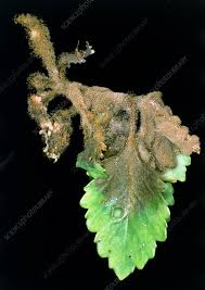 Image result for Botrytis cinerea