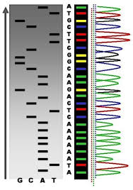 Aus wikipedia, der freien enzyklopädie. Dna Sequenzierung Aufgabe Biologie 12 Schulstufe