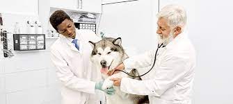 There is a significant variation in the field, with the lowest 10 percent of earners reporting an annual income of $16,970 and the top 10 percent averaging $34,970. How Much Do Vet Techs Make Anyway Ashworth College