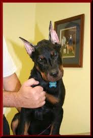 Check out our cropped ear dog selection for the very best in unique or custom, handmade pieces from our shops. Millstone Animal Hospital Ear Crop Photographs Animal Hospital Animals Beauceron