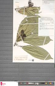 Image result for Rinorea ilicifolia