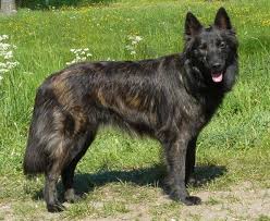 Long Haired Dutch Shepherd Hondenspullen Herdershond Hondenrassen