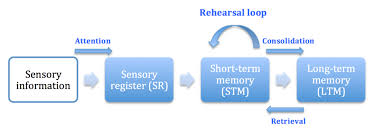 Memory structures and processes in the modal model (atkinson & shiffrin , 1968). Multi Store Model Of Memory Psychology Tutor2u