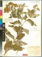 Image result for Vernonia lasiopus