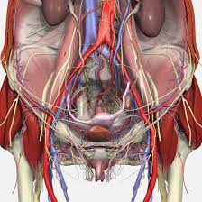 However, knowledge of the anatomy of various structures that surround these organs has evolved over time. Pelvic Floor Disorders Anatomy Primal Pictures