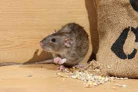 Chakan, chinchwad, gokhalenagar, hadapsar, hinjewadi, kharadi, kolhapur, kothrud, lonavala, shaniwarpeth, solapur and talegaon. Best Rodent Rats Mice Control In Kothrud Pune Hometriangle Hometriangle
