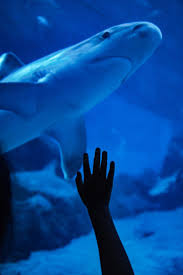 Mandalay Bay Aquarium Coupon Green Vacation Deals