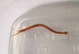 Worm in toilet after bowel movement. Centipede Found In Human Stool What S That Bug