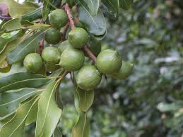 Image result for Macadamia aff. integrifolia