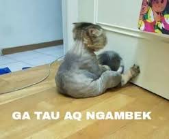 Tapi tak perlu kuatir, kesalahan anda bukanlah hal yang mustahil untuk dimaafkan oleh kucing. 38 Ide Stiker Wa Humor Lucu Semuanya Lucu Gambar Lucu