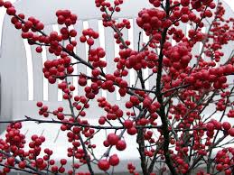Korallenhulse Red Couple Rote Winterbeere Red Couple Ilex Verticillata Red Couple Strauch Mit Roten Beeren Rote Pflanzen Pflanzen