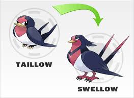 Swellow Pokemon Of The Week Images Pokemon Images
