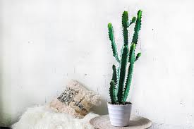 More images for kata mutiara kaktus » Alami Besar Buatan Palsu Bertekstur Segitiga Kaktus Succulent Tanaman Gurun Dengan Planter Buatan Bunga Kering Aliexpress