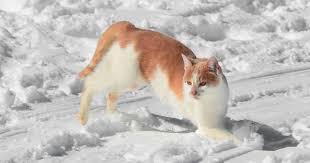 Snow Game Winter Cat Animals Corgi