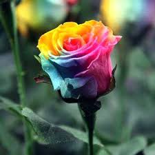Have you seen a rainbow rose? Rare Flower Rainbow Roses Real Thunderscloud