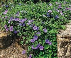 Ground Morning Glory Low Water Plants Plants Mosquito Plants