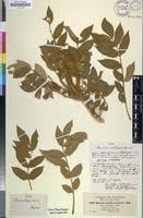 Image result for Brucea antidysenterica