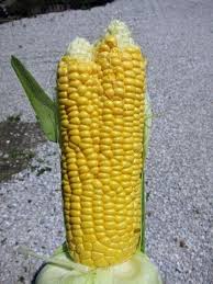 Photos Of What Look Like Malformed Vegetables From Fukushima Japan Have Surfaced On Imgur Fukushima Unique Vegetables Weird Plants