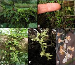 Image result for Chamaeangis