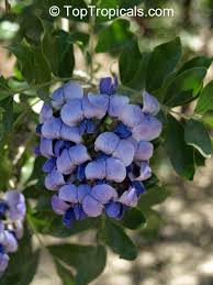 Image result for Otiophora caerulea