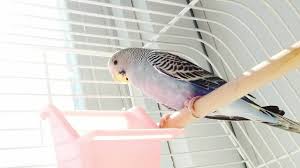 tips for mainning a clean bird cage