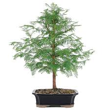 We did not find results for: Dawn Redwood Bonsai Care