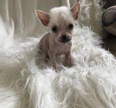 Chinese Crested Hairless Puppy In Hoobly Classifieds Chinese Crested Chinese Crested Dog Chinese Crested Hairless