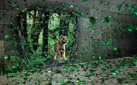 Stunning Hd Wallpapers Awesome Picture 5 Jungle Wallpaper Tiger Wallpaper Nature Wallpaper