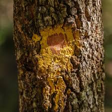 Image result for Brackenridgea