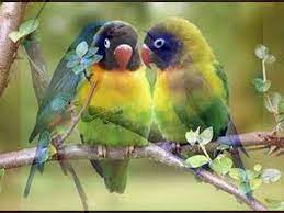 I've got nothing to hold me back. Tim Mcgraw 1 2 3 Like A Bird I Sing Video Dailymotion