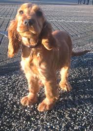 Timmy English Cocker Spaniel 3 And A Half Months Old On Our Way Home Spaniel Puppies Cocker Spaniel Dog Beautiful Dogs