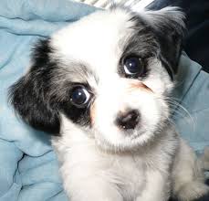 Black And White Maltese Chihuahua Mix I Love You Poodle Maltese Chihuahua Mix Malchipoo Chihuahua Mix Mans Best Friend Dog Cat