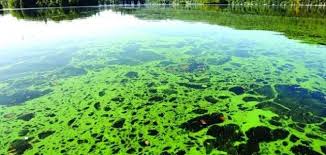 أنواع الطحالب موضوع