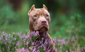 We can guarantee that the surgery will be done to the best. Pitbull Ear Cropping Purpose Procedure Pros Vs Cons Marvelous Dogs