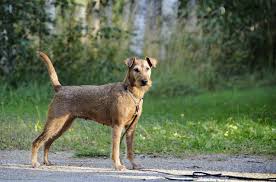 Irish Terrier