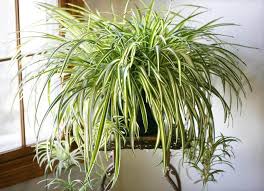 But why do they eat them in the first place? Is A Spider Plant Poisonous To Pets Growing Plants Indoors Plants Cool Plants