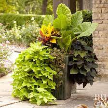 A container will keep it well under its natural size of 15 feet high and 4 feet wide. Tropical Flowers For Your Patio Better Homes Gardens