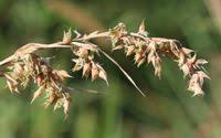 Image result for Hyparrhenia cymbaria